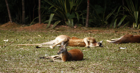 Kangaroo feeding at the zoo