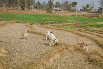 Fototapeta premium Goats at the field of Nepal