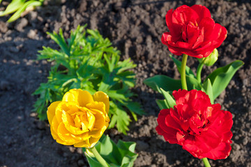 spring flower red and yellow tulip flowering in garden on a flower bed