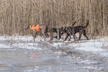 Weimaraner und Labradors bei Treibjagd