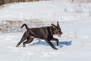 Brauner Labrador hat Spaß im Schnee