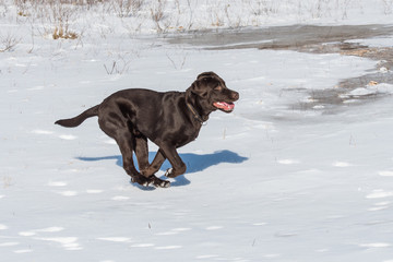 Brauner Labrador rennt im Schnee