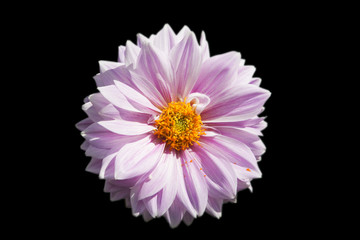 Цветок георгин