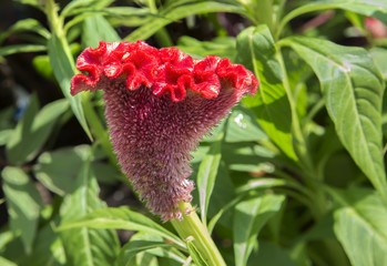 Цветок целозия. Red Cockscomb, Celosia cristata flower.