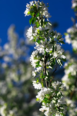 spring background blossoms apple-tree