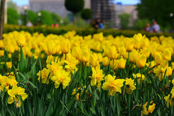 Fototapeta premium background nature yellow flowers spring / beautiful blurred background spring small flowers macro