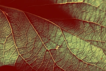 Fototapeta na wymiar texture marco green leaf / fresh spring background green nature leaf tree structure