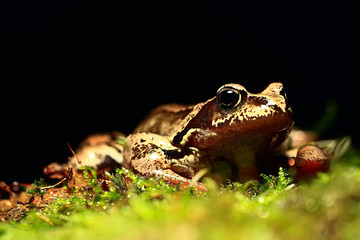 frog / nature background animal, frog sits on green moss, in nature, concept ecology