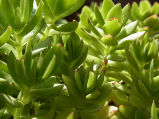 Obraz premium 多肉植物