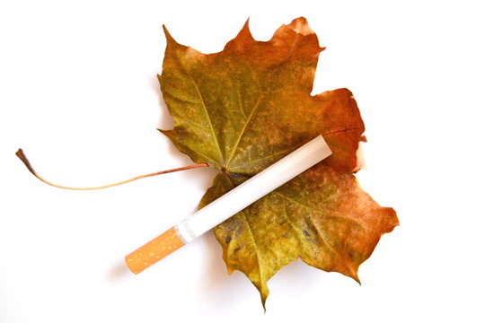 Cigarette with dry autumn leaf. Symbol of diseases and decline associated with harmful smoking habit. Isolated. White background.