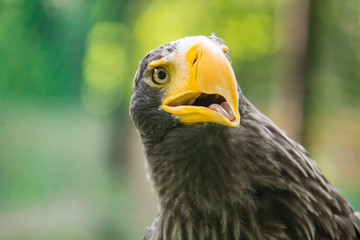 yellow-billed eagle closeup with its mouth open