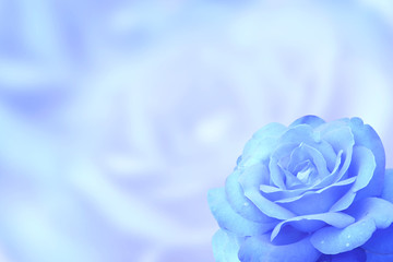 Blurred background with rose of blue color