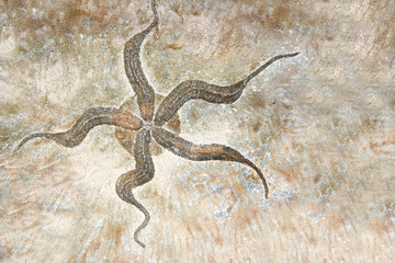 Petrified fossil starfish