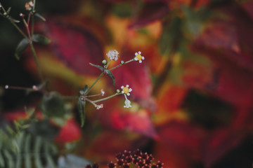 small flowers on a blurred background