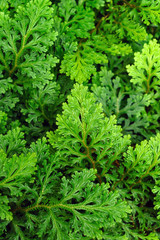 plant background closeup