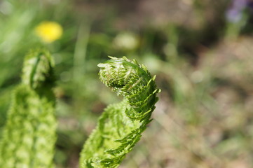 A young fern sprout. Relic plant. Fresh spring greens.
