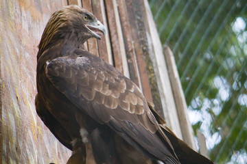 yellow-billed eagle closeup with its mouth open