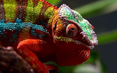 Rolgordijnen chameleon close-up on a branch © rokvel