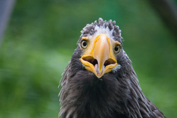 yellow-billed eagle closeup with its mouth open