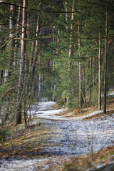 Obraz premium Image of snow trail and trees in forest