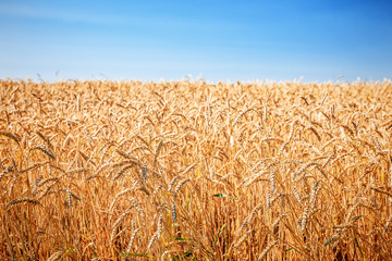Golden wheat field