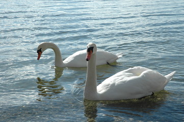 Schwäne