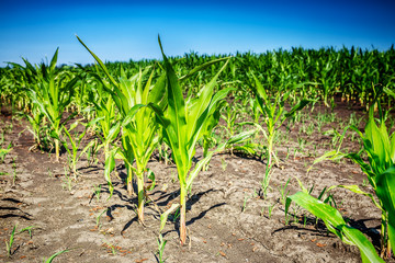 Young green corn field