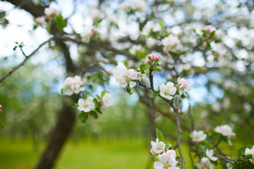 apple blossom