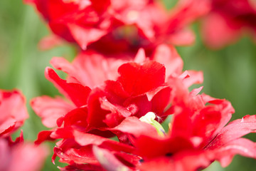 red tulips