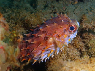 Porcupinefish