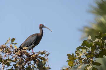Bird: Red Naped Ibis Perched on a Branch of Tree