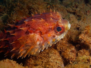 Porcupinefish