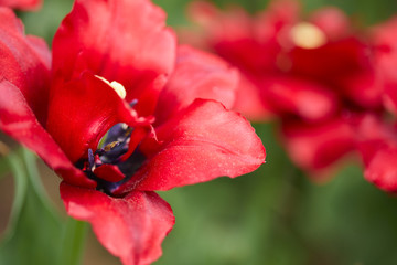 red tulips