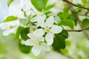 Fototapeta premium apple blossom