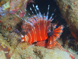 Scorpionfish