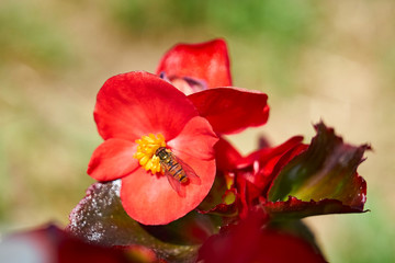 Łąka latem - pszczoła zbierająca nektar kwiatowy, duże zbliżenie (makro)