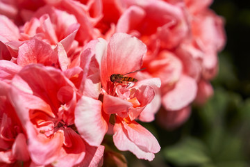 Łąka latem - pszczoła zbierająca nektar kwiatowy, duże zbliżenie (makro)