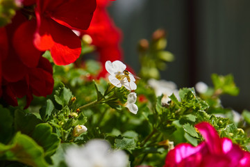 Łąka latem - pszczoła zbierająca nektar kwiatowy, duże zbliżenie (makro) © Wojciech