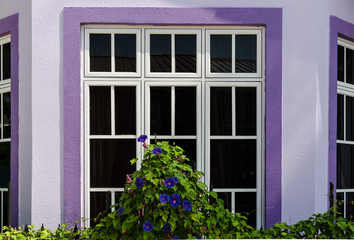 Close-up - facade with white wooden window and purple trim, decorated with curling flowers, Kuda Huraa, Maldives.
