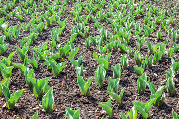 Sprouting tulips in the field.