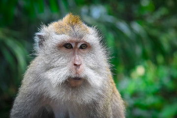 portrait of a monkey