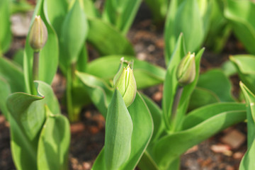Young not blossoming tulips. Close-up