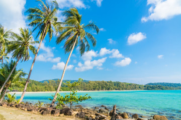 Coconut palm tree on the beach and sea