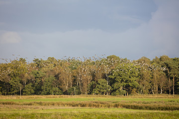 Nonnengänse über dem Nationalpark Vorpommersche Boddenlandschaft, Fischland-Darß-Zingst, Mecklenburg-Vorpommern, Deutschland