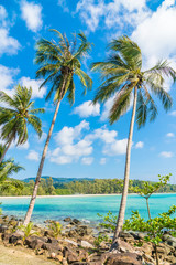 Coconut palm tree on the beach and sea