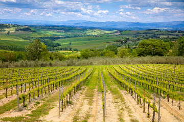 Fototapeta na wymiar A plantation of grapevines, beautiful Tuscany landscape, mountain valey with blue sky, Italy, Europe