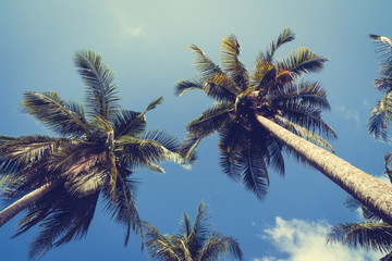 Fototapeta na wymiar Coconut palm tree on sky