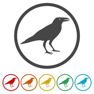 Crow vector illustration design, Crow silhouette, 6 Colors Included