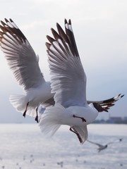 Seagulls in mangrove forest reserve bangpoo Thailand