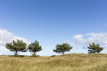 Kiefern, (Pinus), Nationalpark Vorpommersche Boddenlandschaft, Darss, Darsser Ort, Fischland-Darß-Zingst, Mecklenburg-Vorpommern, Deutschland